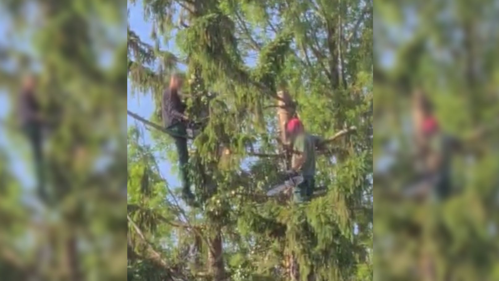 Männer zersägen Baum ungesichert in 10 Metern Höhe