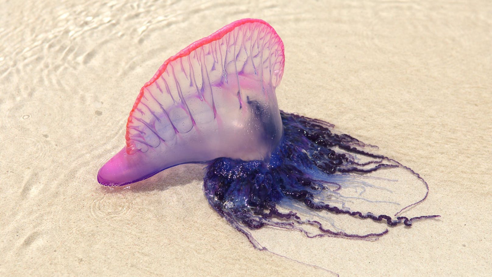 Die Portugiesische Galeere (Physalia physalis) lebt im Atlantik und in der Karibik. Gefährlich ist, dass sie zu einem allergischen Schock führen kann. Diese Qualle befindet sich meist auf hoher See und gelangt nach einem Sturm oder durch Strömungen in Strandnähe, u.a. auch vor den Kanarischen Inseln, Südostküste Spaniens, um die Balearen und Malta und vor Portugal.&nbsp;