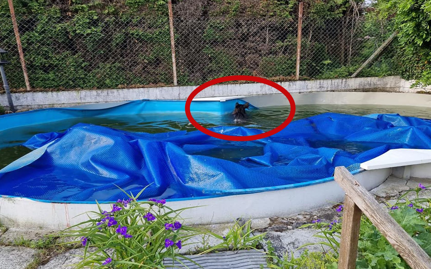 Arme Sau! Das Wildschwein musste unfreiwillig ein paar Runden drehen, bis die Rettungseinsätze eintrafen. 