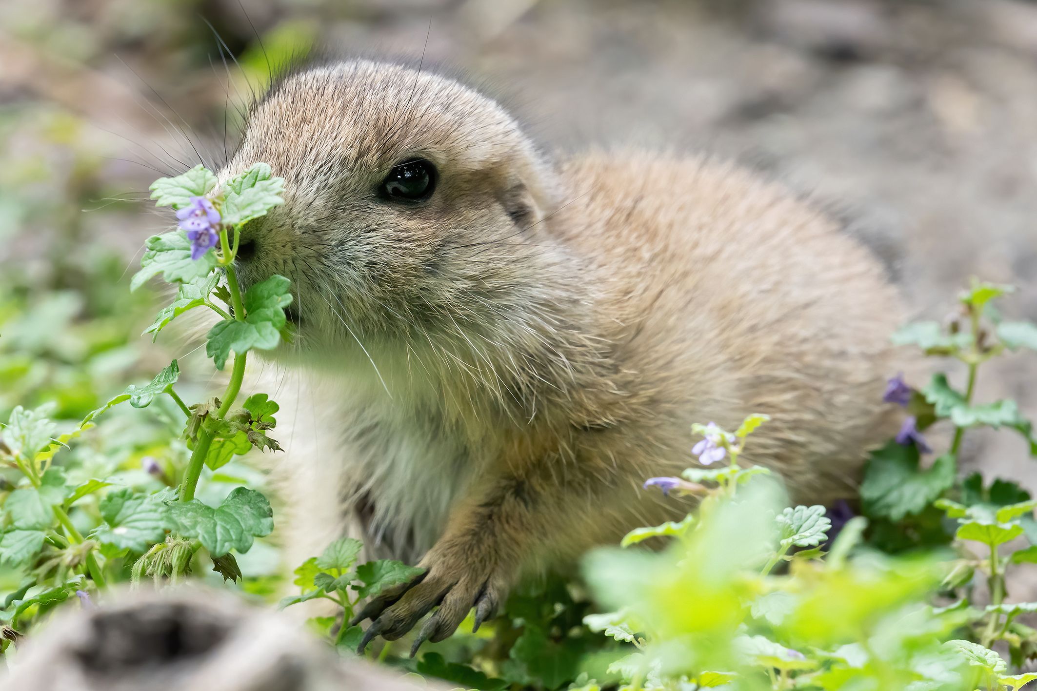 Cuteness overload! Der Nachwuchs der Präriehunde ist einfach bezaubernd. 