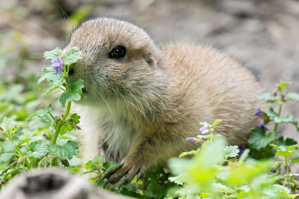 Cuteness overload! Der Nachwuchs der Präriehunde ist einfach bezaubernd. 