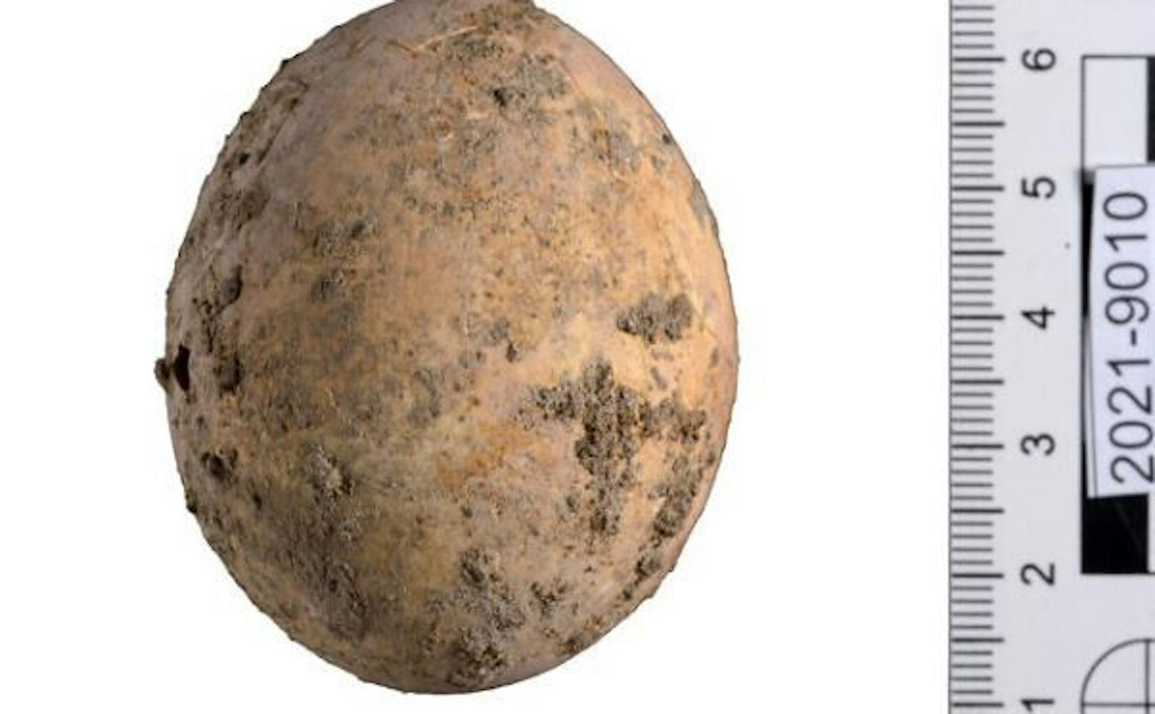 Gut erhalten für 1000 Jahre: Das gefundene Hühner-Ei aus Javne.