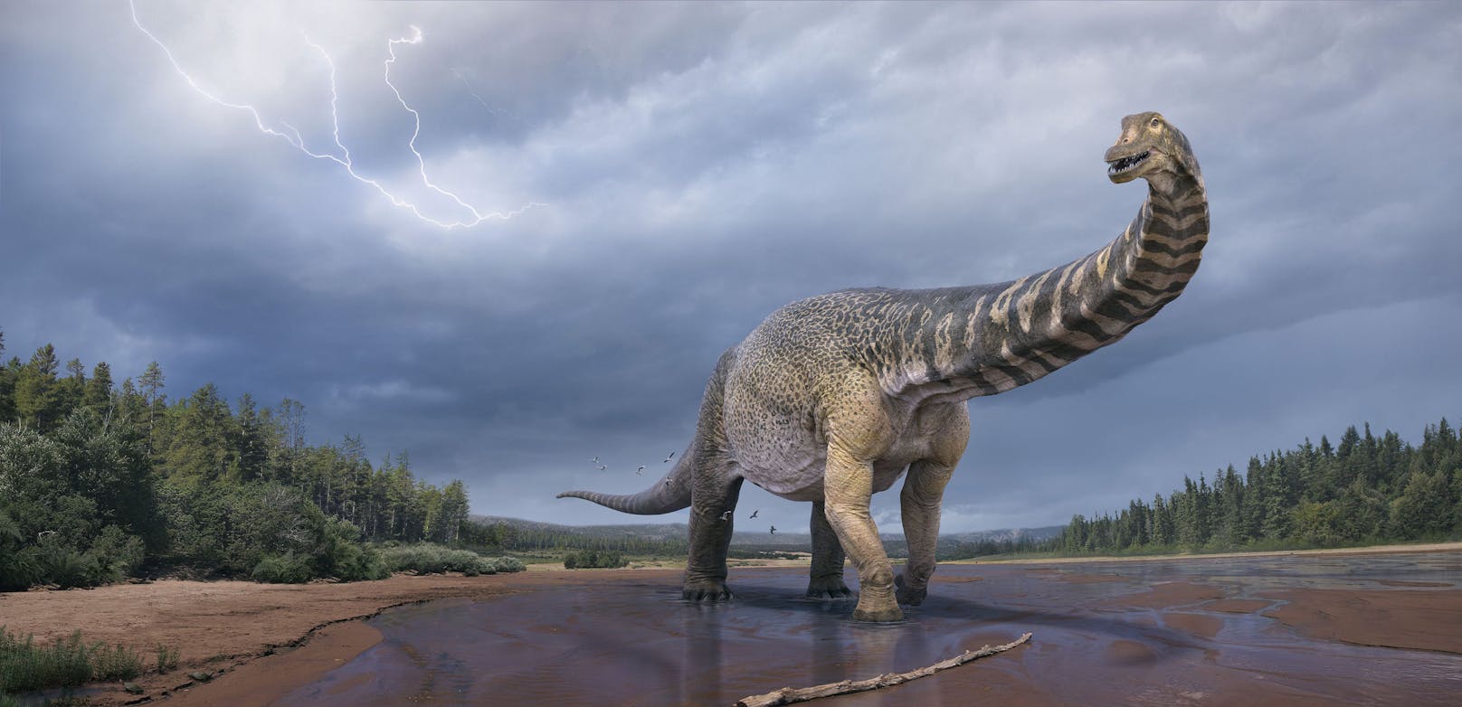 Dieser Dinosaurier war 30 Meter lang und sechs Meter hoch. Jetzt rechnen die Forscher mit einem noch größeren Fund.
