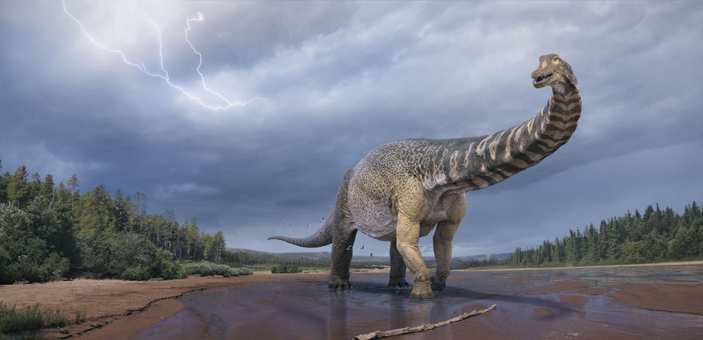 Dieser Dinosaurier war 30 Meter lang und sechs Meter hoch. Jetzt rechnen die Forscher mit einem noch größeren Fund.