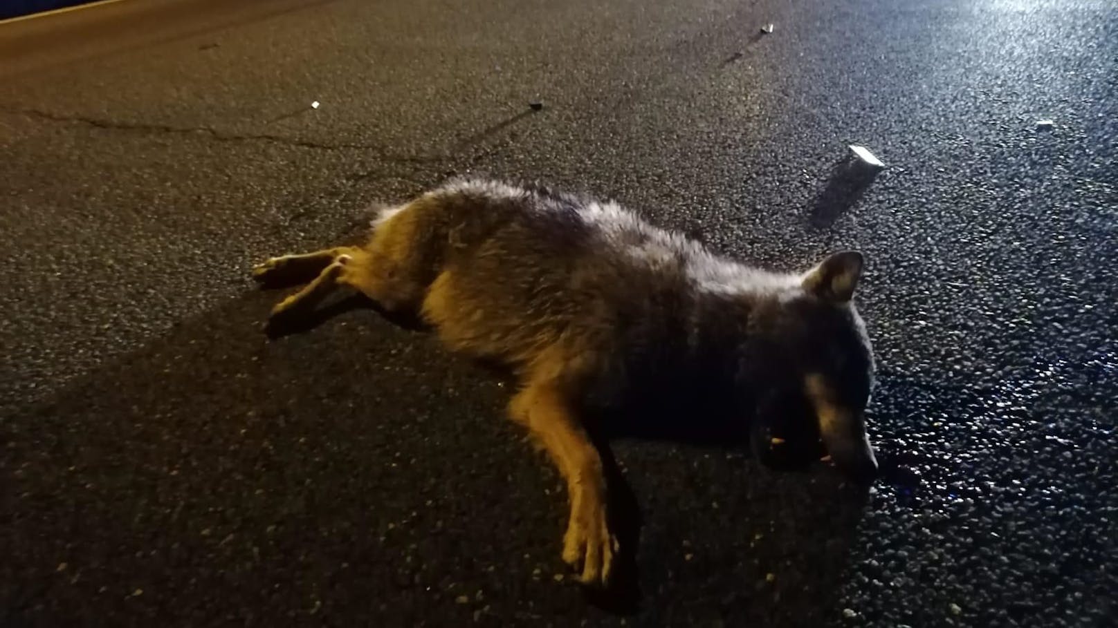 In Tirol gab es zuletzt eine ganze Reihe von Nachweisen von Wölfen.