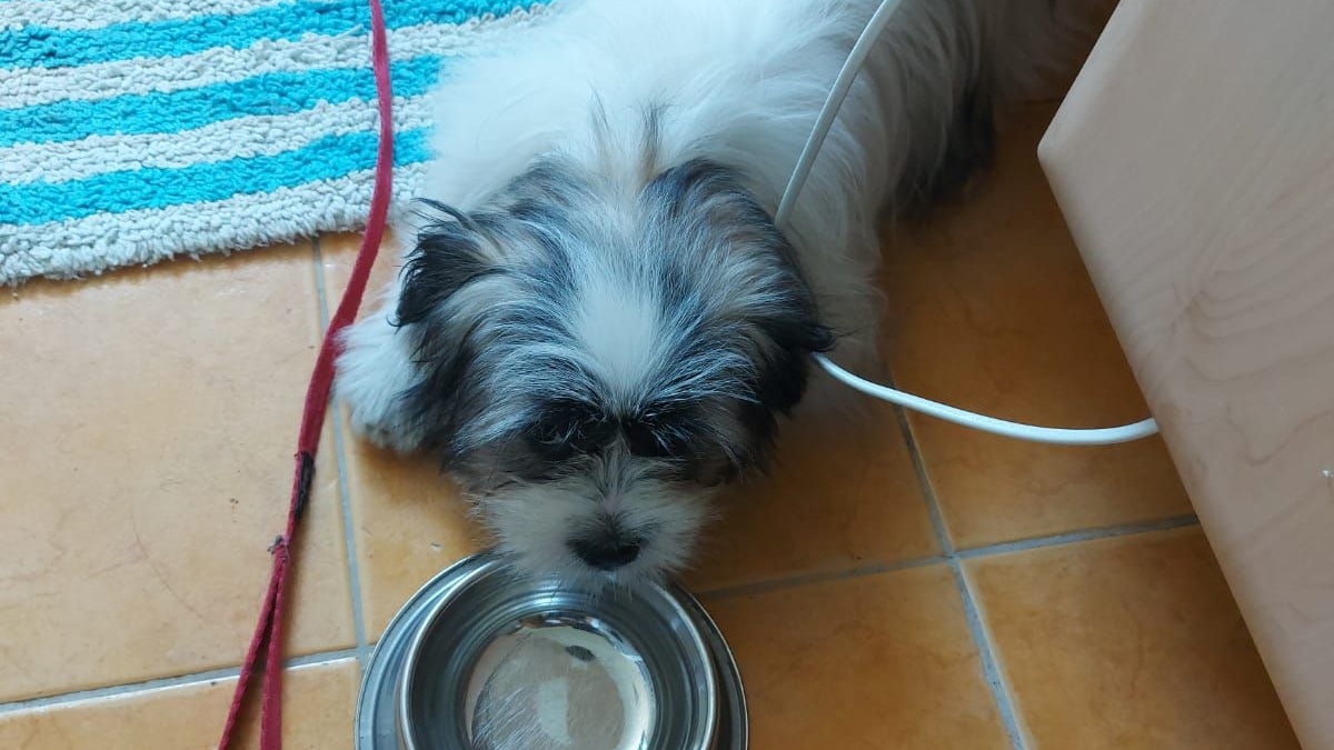 Dieser kleine Welpe wurde ohne Papiere vor einer Lidl-Filiale in Eferding (OÖ) zum Verkauf angeboten. 