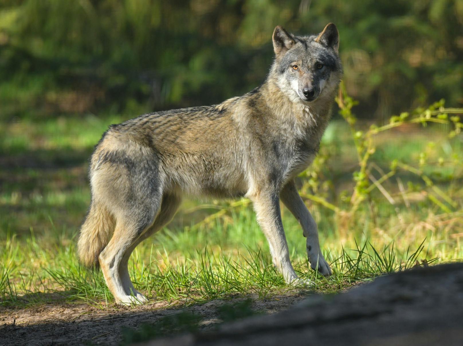 Wolf auf Bundesstraße angefahren, Polizei warnt