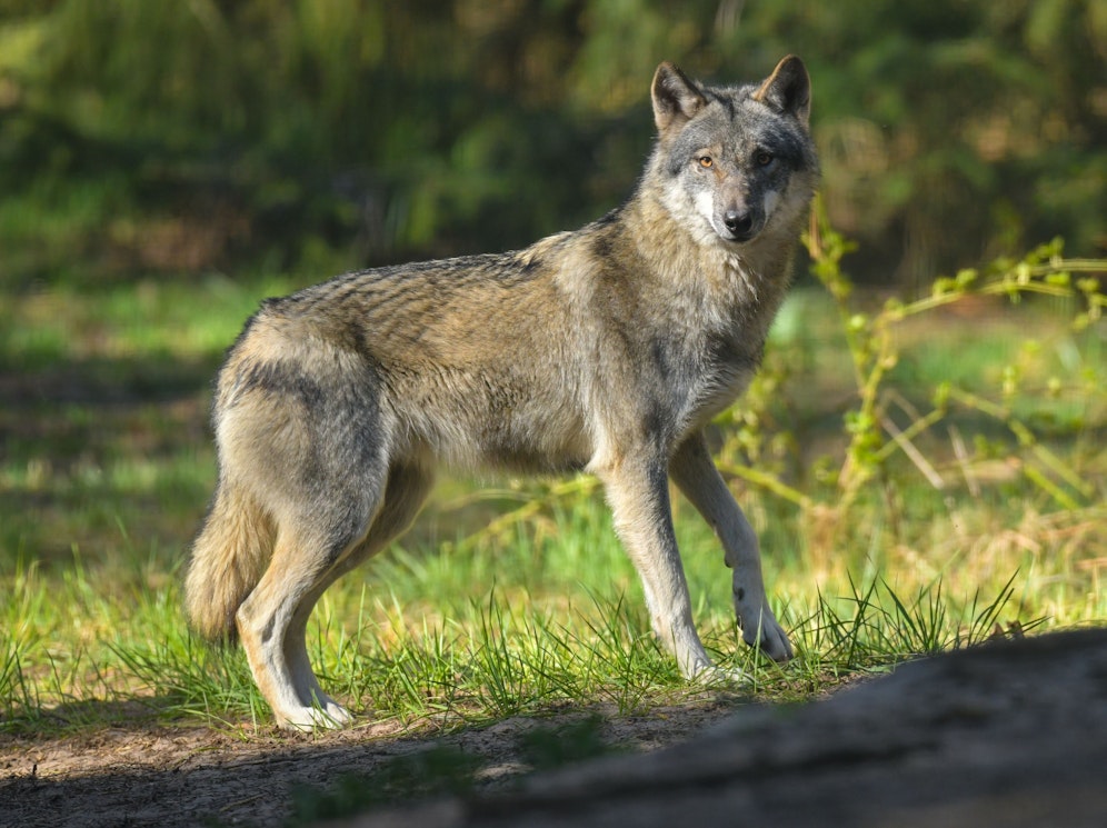 Der Wolf ist in Österreich wieder auf dem Vormarsch.