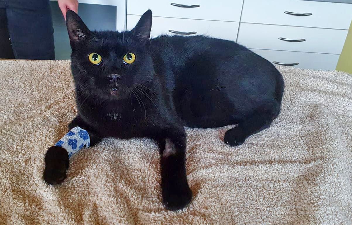 Armer, schwarzer Kater: "Bruno" war seinen Besitzerin zu teuer. 