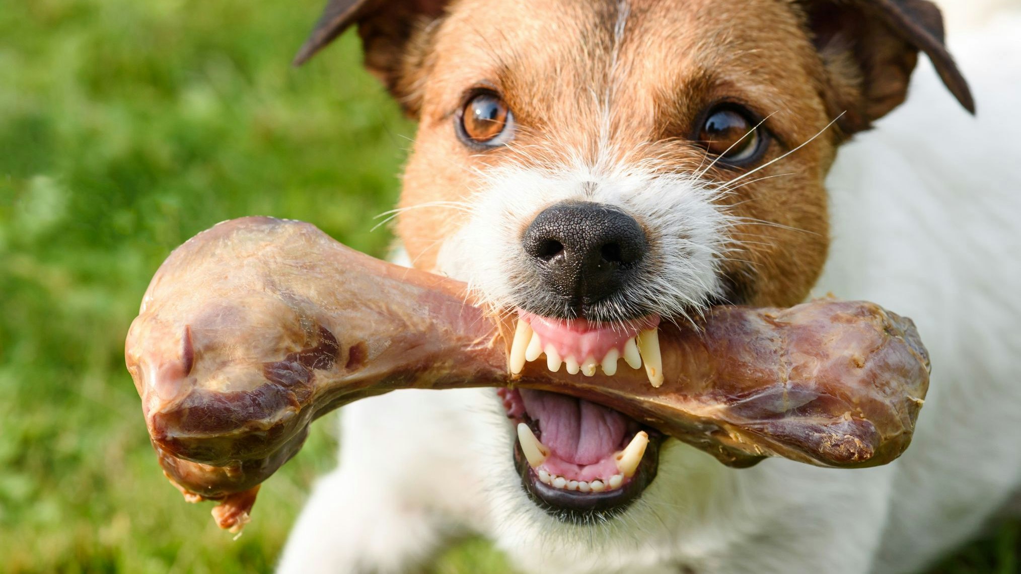 Heute.at - Mein Hund verteidigt sein Futter - was tun?