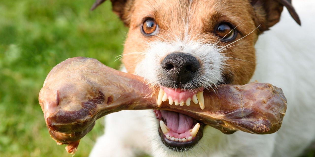 Mein Hund verteidigt sein Futter was tun? Haustiere heute.at