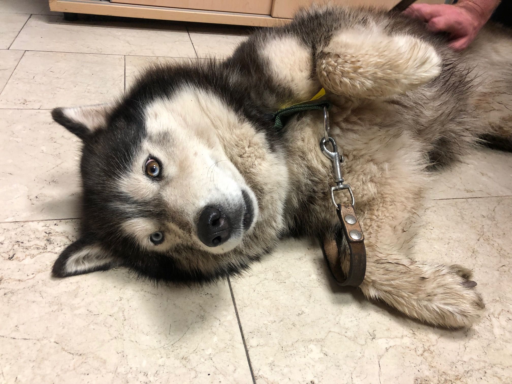 Dieser Husky wurde in Wien gerettet.