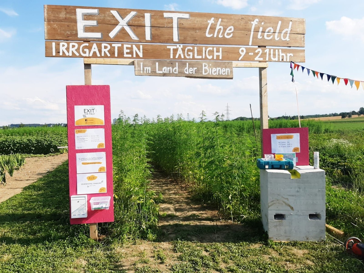 In Ansfelden eröffnete jetzt ein riesiges Hanf-Labyrinth.