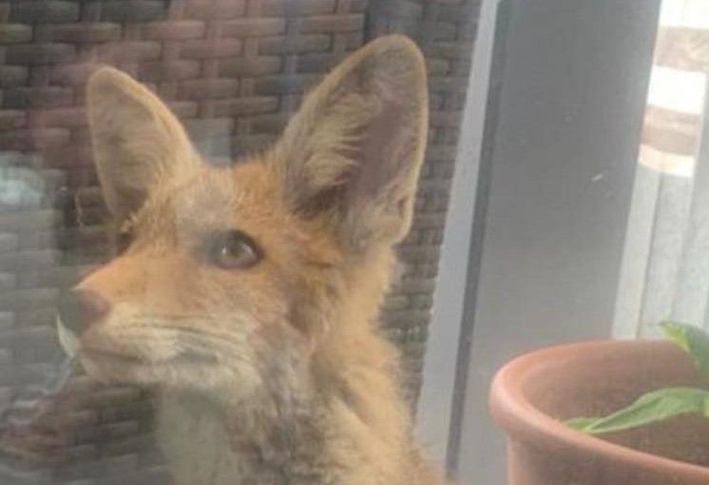 Jetzt ist Schulschluss für den schlauen Fuchs.