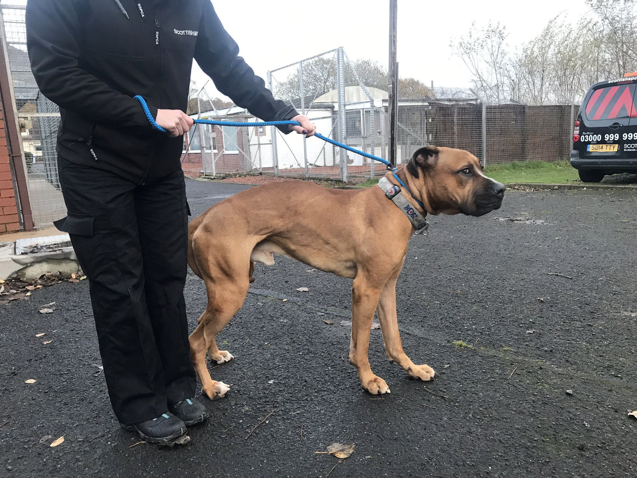 Download von www.picturedesk.com am 01.07.2021 (14:17).  ACT action_36255698 -- Rumple the Pakistani Mastiff. See SWNS story SWSCpet. A cruel pet owner who neglected his dog so badly it had be put down has been given a ten-year ban. Jordan Edment, 19, was banned from keeping dogs for ten years after he starved his Pakistani Mastiff dog, Rumple, and failed to take him to the vet. Animal welfare chiefs were sent to Edement's home after being tipped off by cops amid fears Rumple and a bulldog named Butch were being neglected. Rumple, aged two, was found with all his ribs, spine, and hip bones prominent and he had trouble using all four of his limbs correctly when he was found in Wishaw, North Lanarkshire. - 20210628_PD5377 - Rechteinfo: Rights Managed (RM)