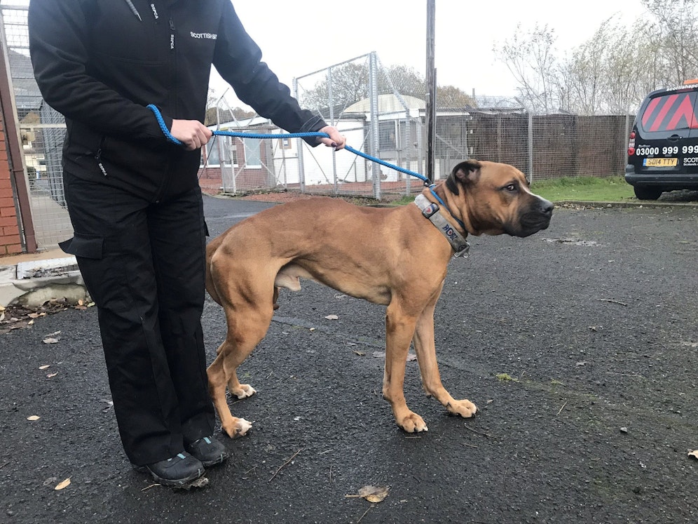 Alangu Mastiff Rüde 