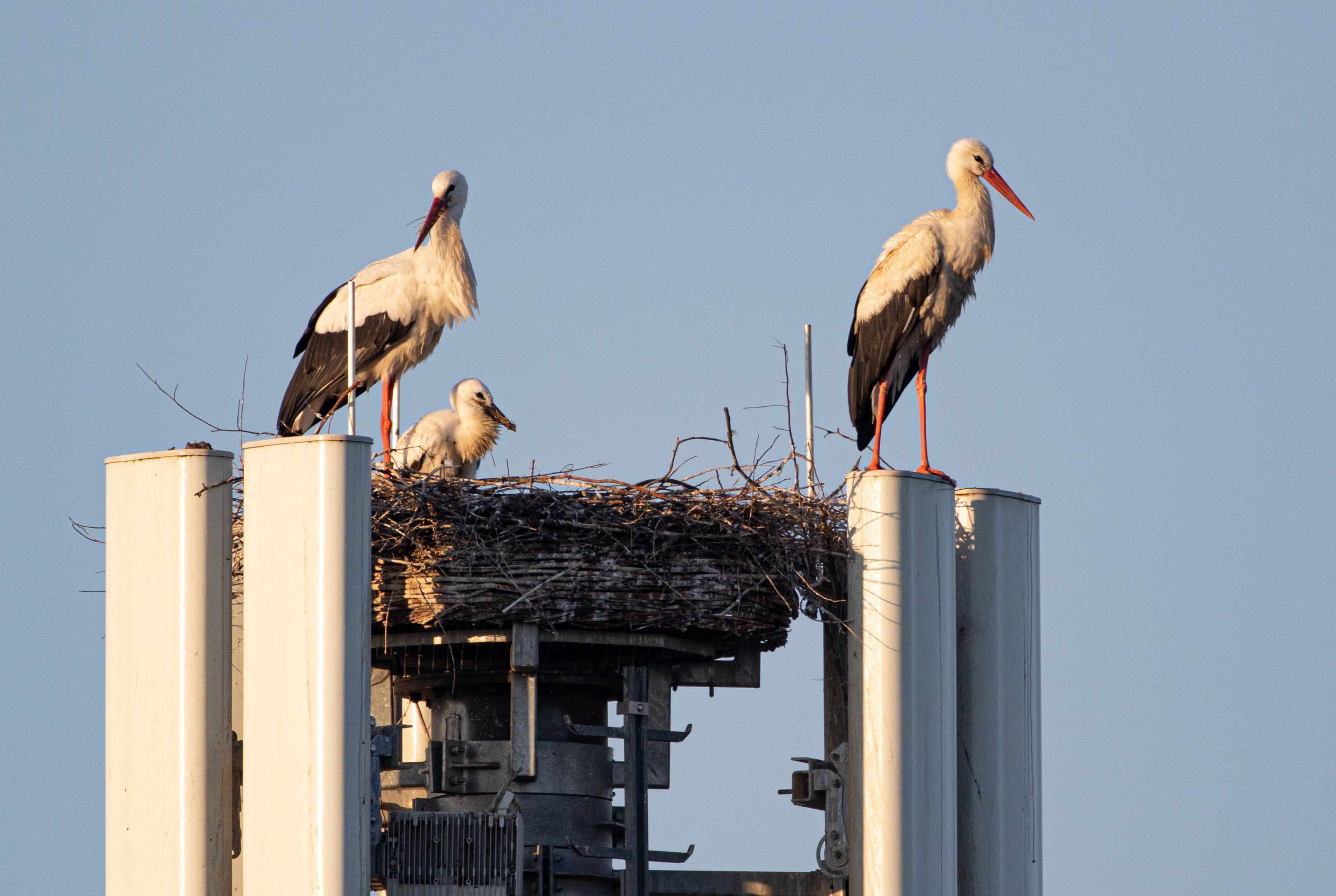 A1 5G Sender bietet Storchenfamilie ein sicheres Zuhause.