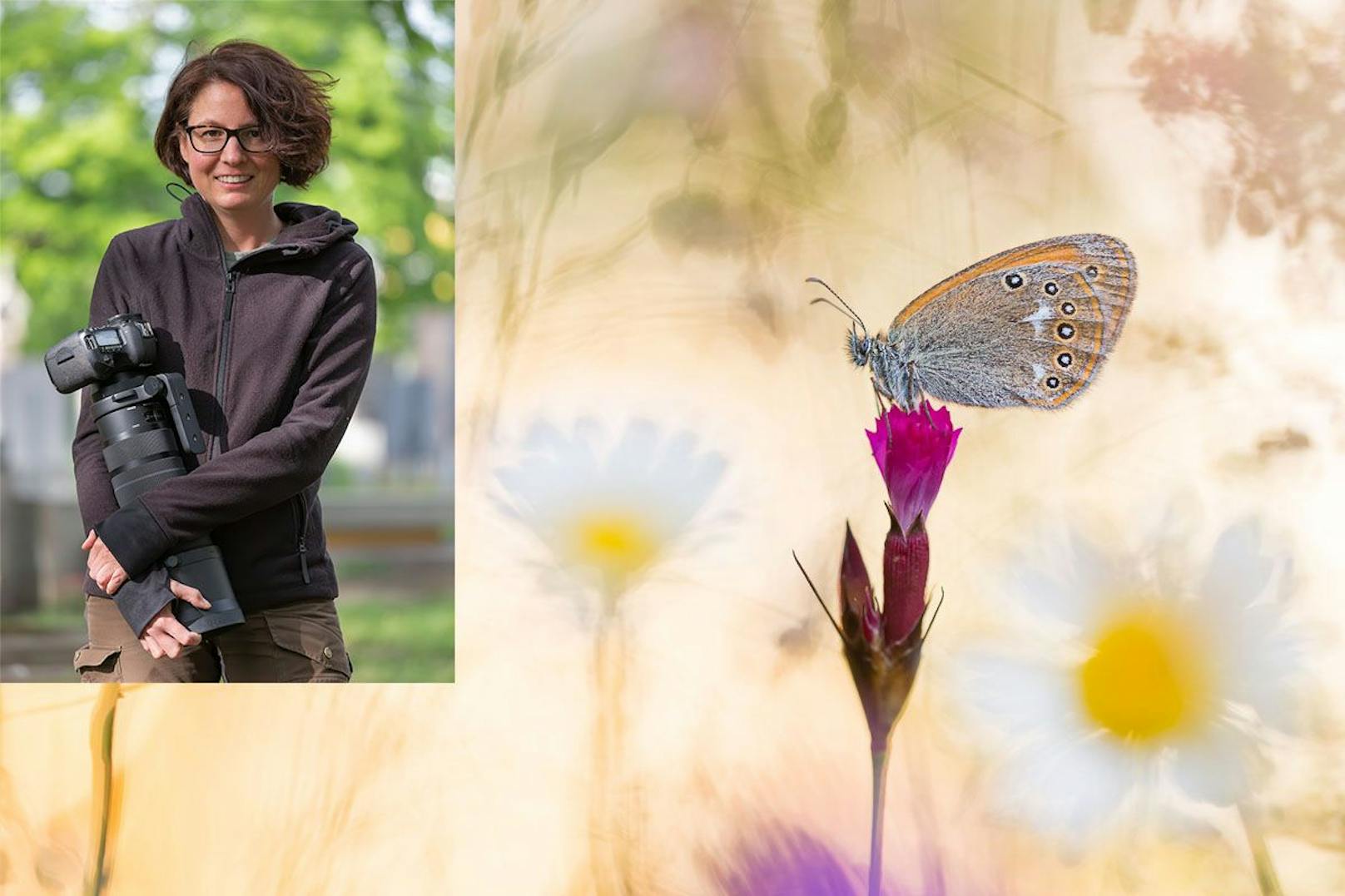 Die Fotos von Perdita Petzl – hier ein Wiesenvögelchen-Schmetterling – wirken wie Aquarelle.