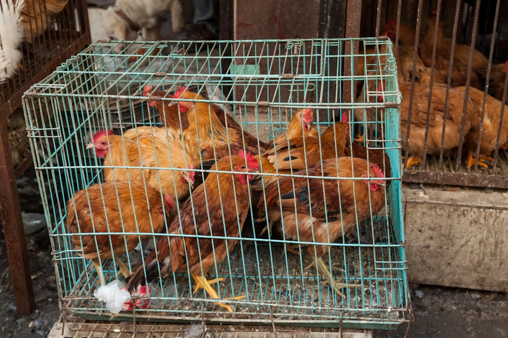 Unwürdige Tierhaltung soll bis 2027 verboten werden.