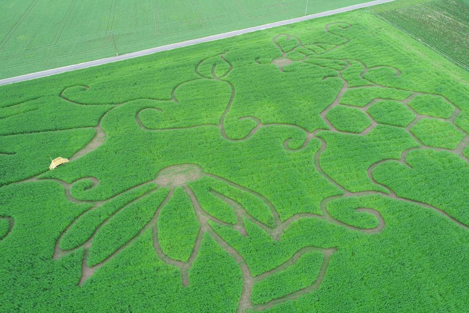 Beeindruckende Aufnahmen aus der Luft zeigen das riesige Labyrinth in einem Hanf-Feld direkt neben dem Haid-Center.