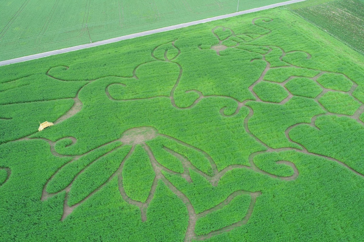 In Ansfelden eröffnete jetzt ein riesiges Hanf-Labyrinth.