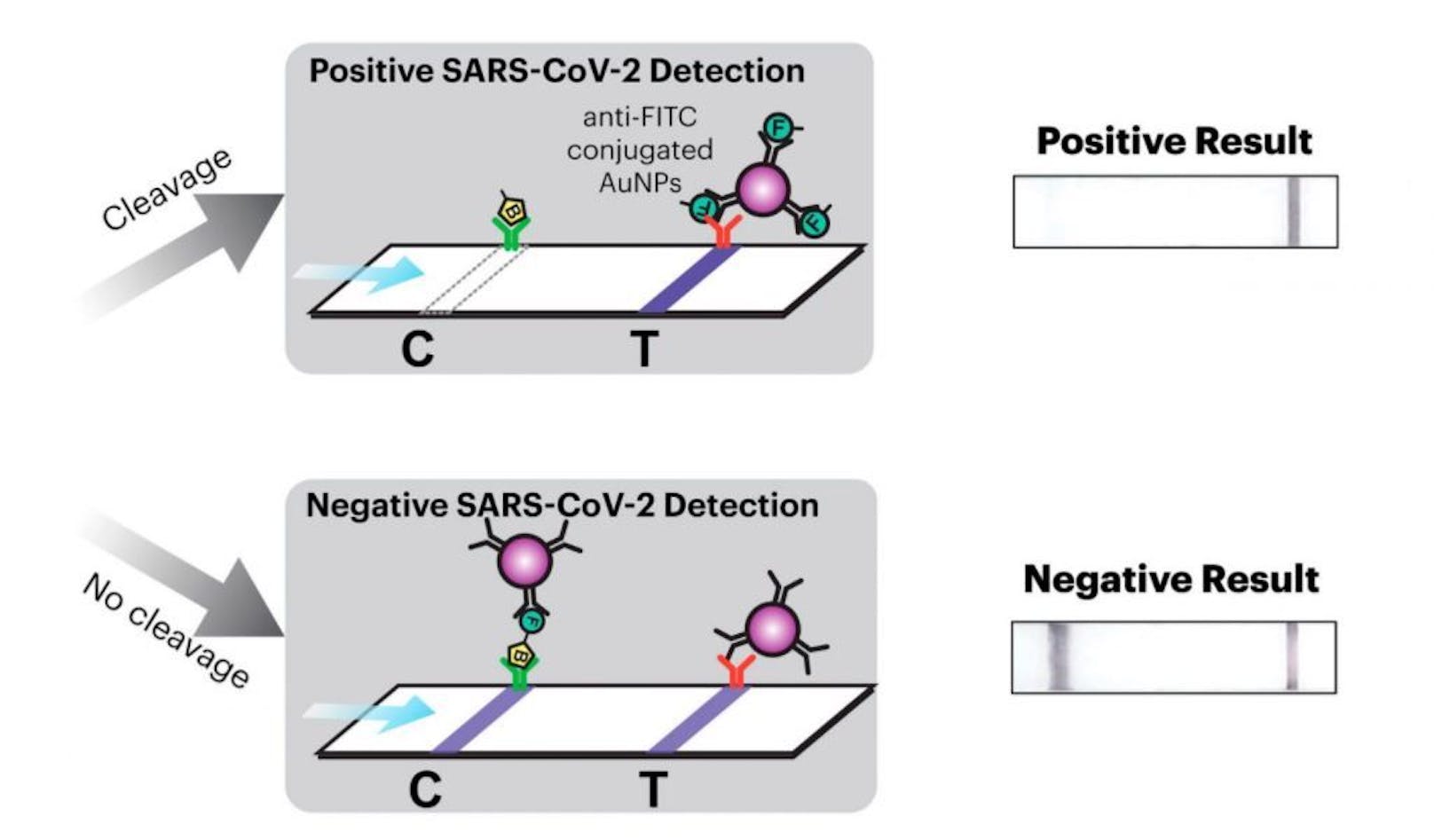 Wenn SARS-CoV-2-Partikel vorhanden sind, schneidet das wFDCF-System eine molekulare Bindung, die das Muster der Linien verändert, die sich auf dem Auslesestreifen bilden, ähnlich wie bei einem Schwangerschaftstest zu Hause.