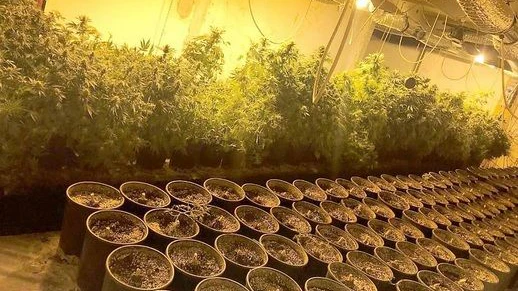 Ein Oberösterreicher mietete ein Haus  extra für die Cannabisaufzucht an.