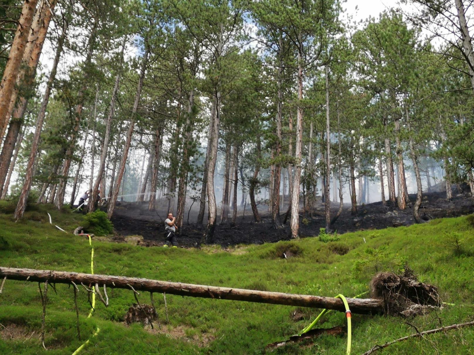 In Gutenstein (Bezirk Wiener Neustadt) kämpfen mittlerweile zwölf Feuerwehren gegen die Ausbreitung eines brennenden Waldstückes.