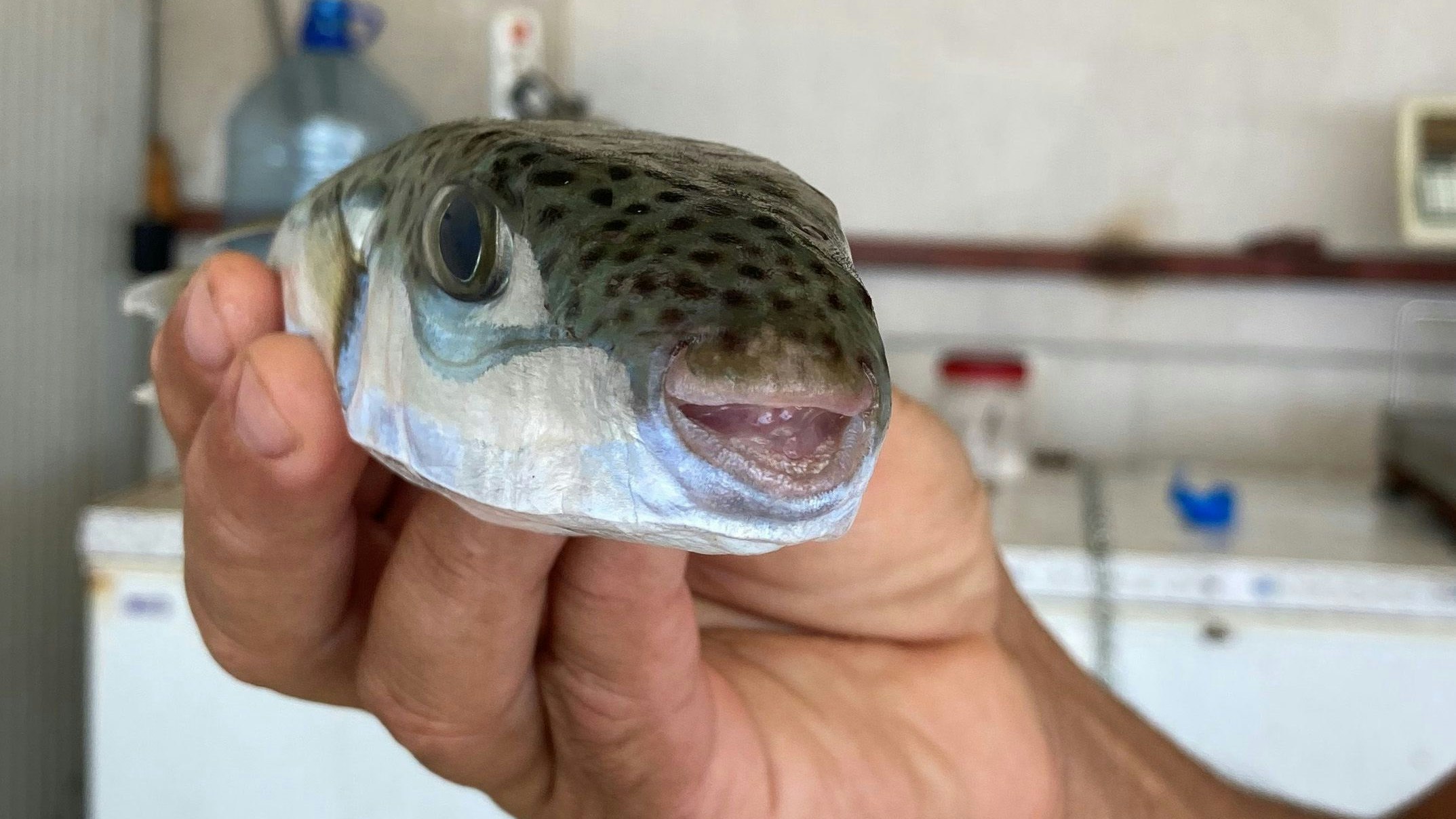 Die Hasenkopf-Kugelfische sind giftig und fressen den Fischern den Fang auf: Jetzt setzt die Regierung eine Art Kopfgeld auf sie aus