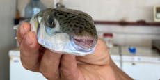 Regierung setzt Kopfgeld auf giftigen Kugelfisch aus