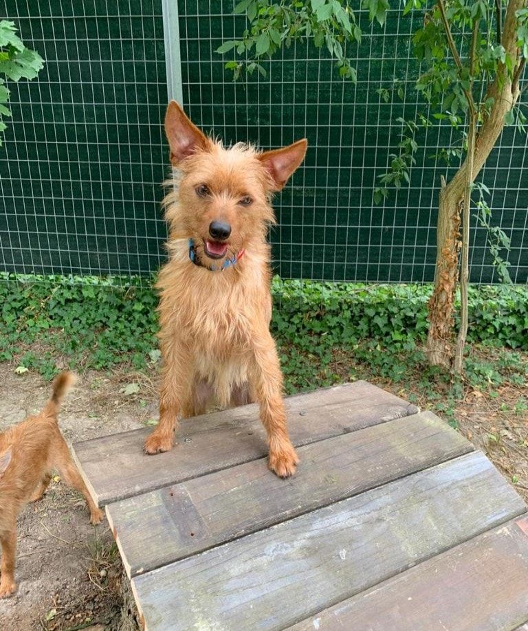 "Dobby" spielt das EM-Orakel aus Niederösterreich.