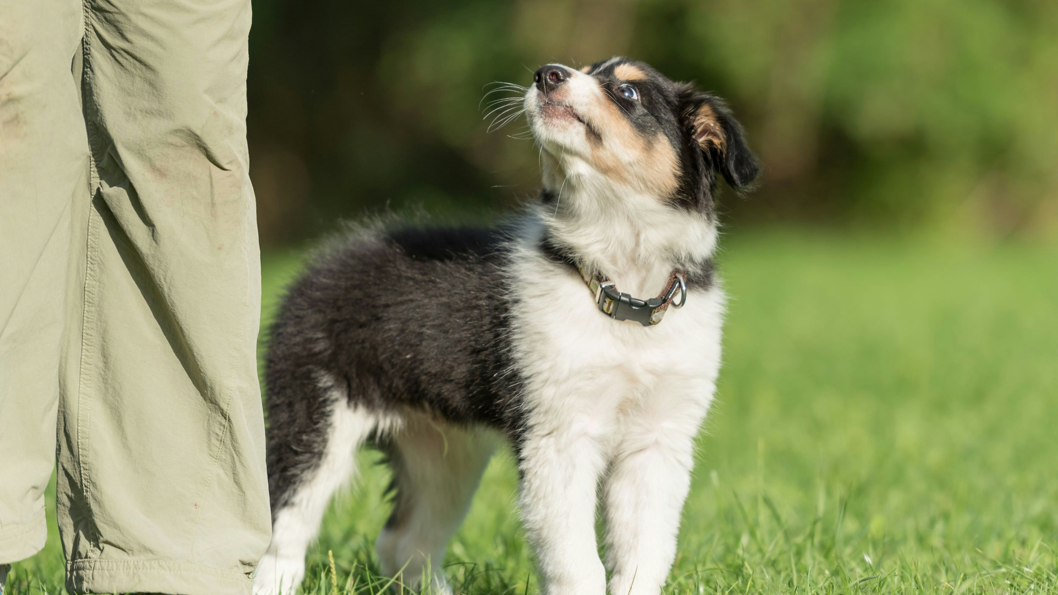Drama während eines Hundeabrichteturniers im Bezirk Scheibbs