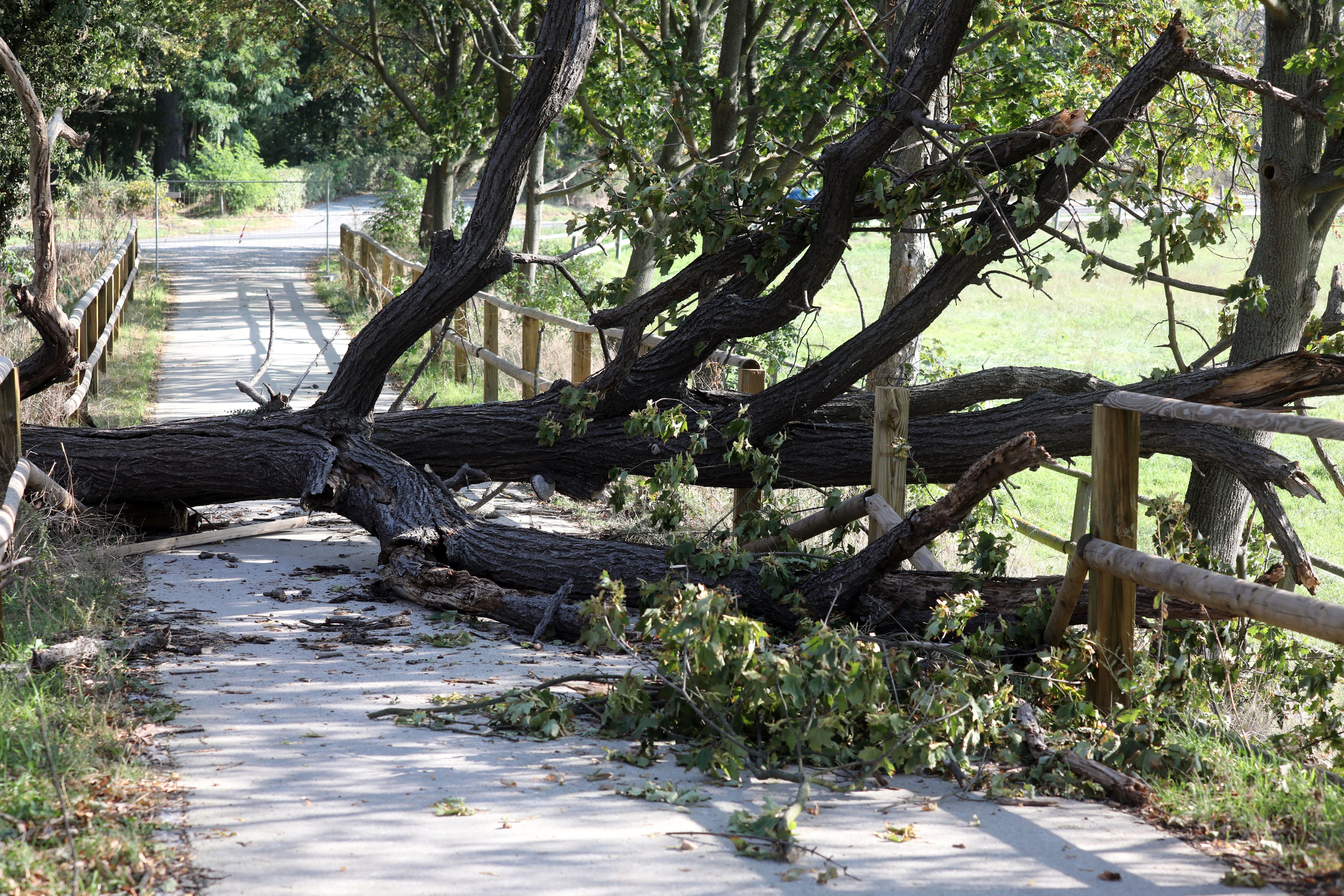 Der umstürzende Baum traf genau Mutter und Tochter. (Symbolbild)