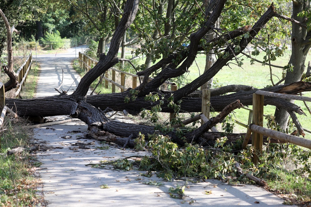 Der umstürzende Baum traf genau Mutter und Tochter. (Symbolbild)