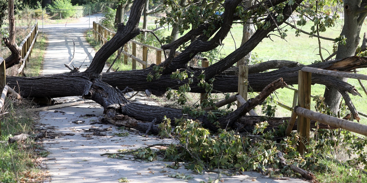 Kleines Mädchen (1) auf Spielplatz von Baum erschlagen