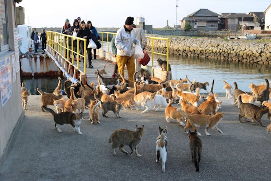 Die Bewohner sind verzweifelt. Wer vergiftet denn nur die Katzen?