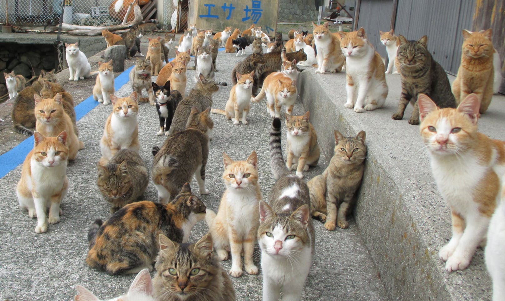 Ist die "Katzeninsel" Umashima bald doch kein El-Dorado mehr für Stubentiger? 