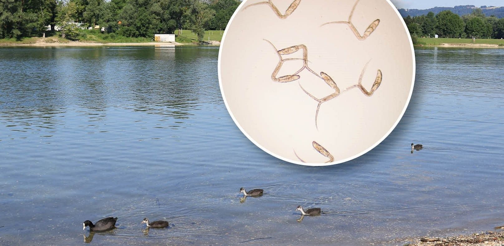 So sehen die Zerkarien aus, die sich im Linzer Pleschinger See tummeln.