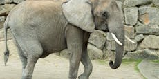 Nach Kibalis Tod: So geht's Elefantenmama "Numbi" jetzt