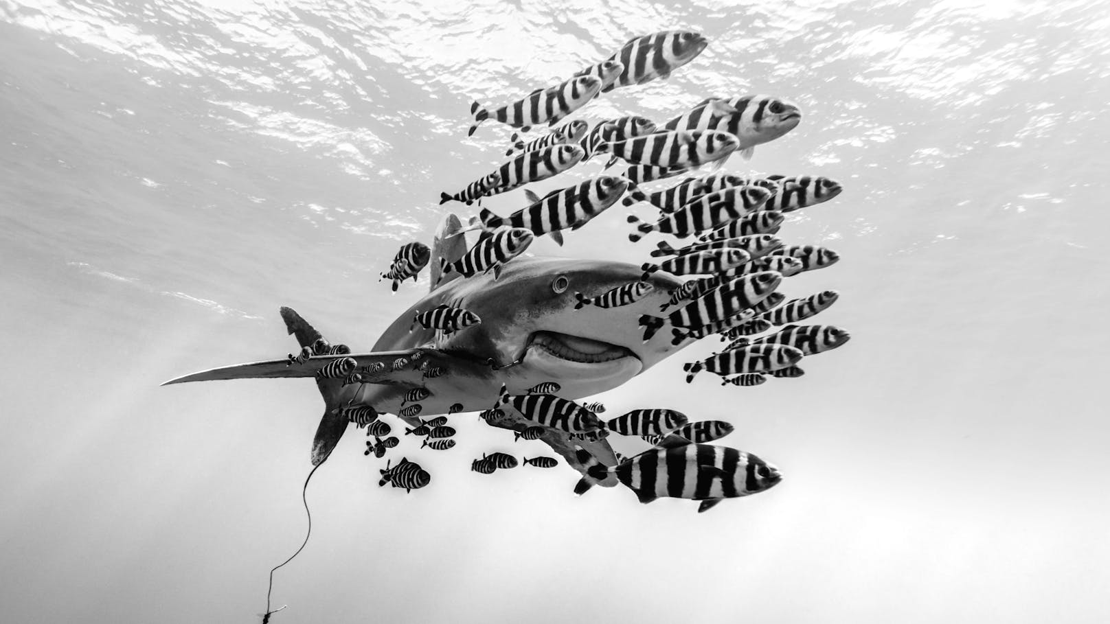 Die faszinierenden Hai-Aufnahmen stammen aus dem Pazifik.&nbsp;