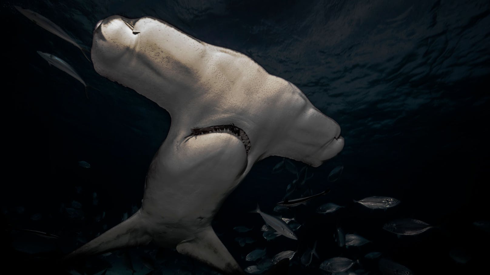 Hammerhai unter Wasser: Die besten Bilder von Chaluk werden nun im Huma Eleven in Wien-Simmering gezeigt.&nbsp;
