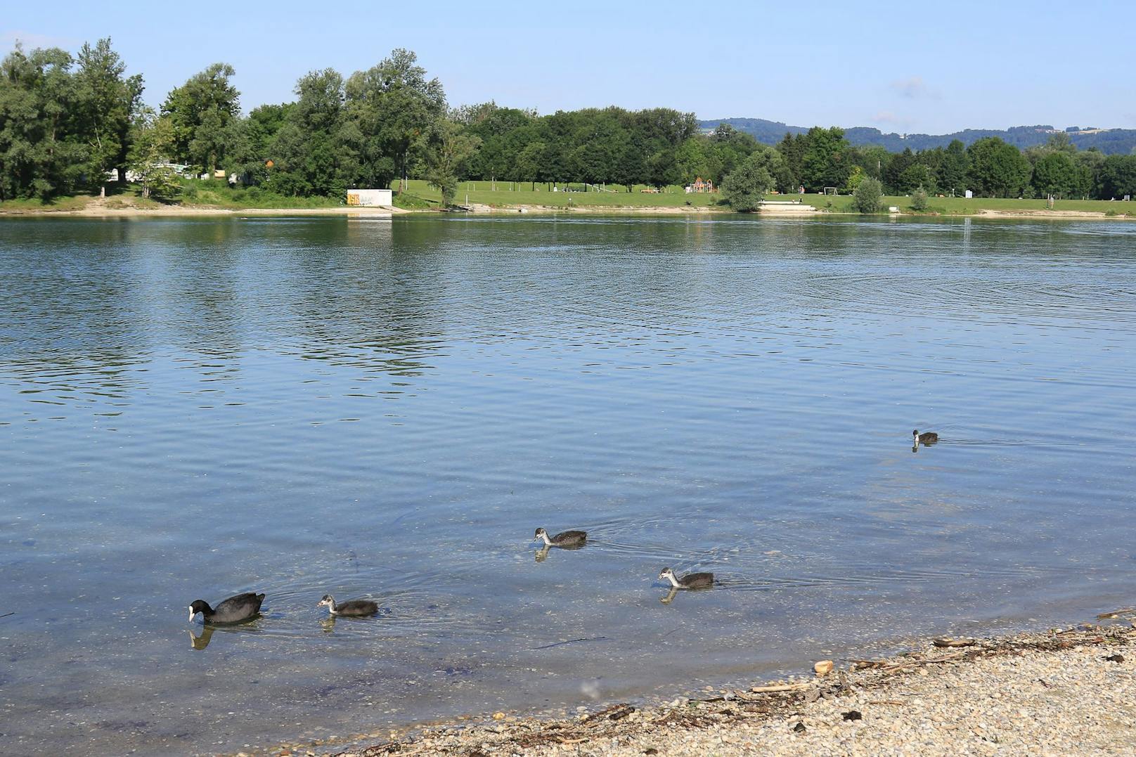 An Seen wo viele Enten sind, kann die Zerkarien-Ausbreitung groß sein.