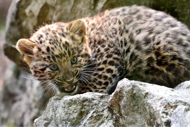 Pfauchen geht schon gut.&nbsp;