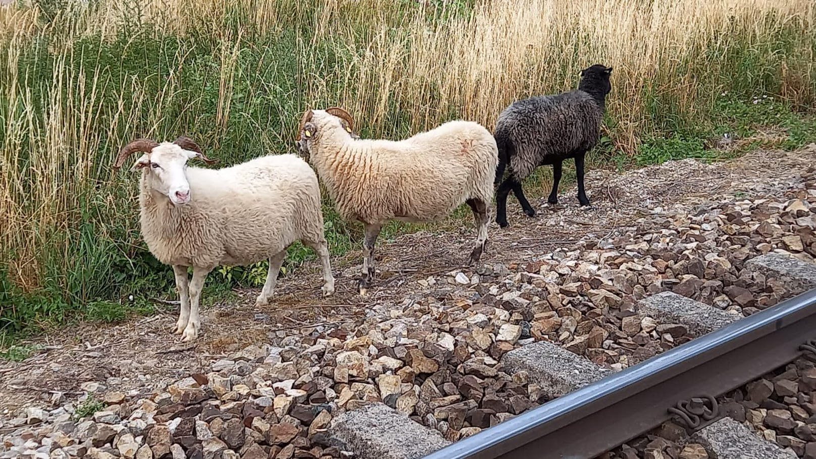Unbekannter ließ Schafe aus - sieben von Zug erfasst