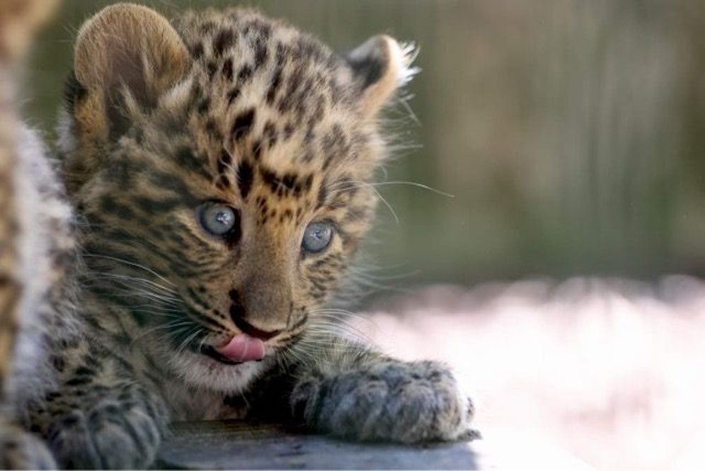 Vorsichtig tapste das Junge herum.