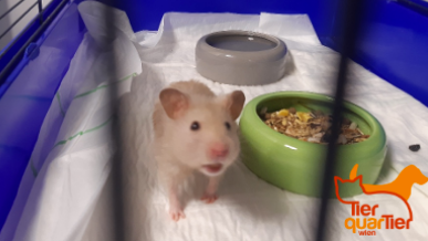 Spannend, welche Tiere die Wiener so "verlieren".