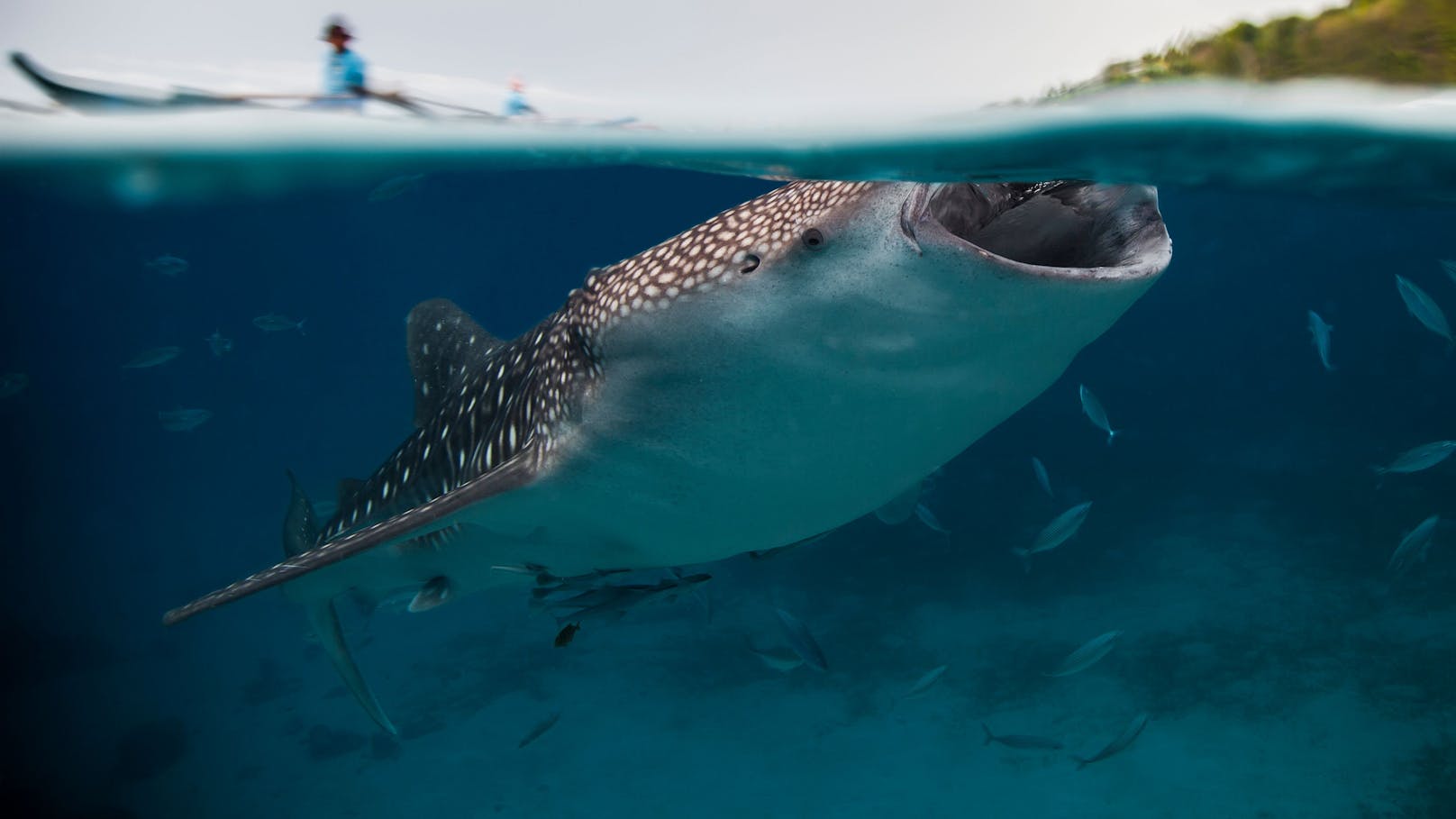 Das Foto des Walhais wurde seit 2015 mehrfach ausgezeichnet