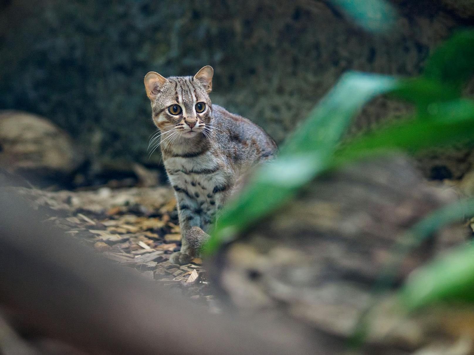 Die "Rostkatze" ist mit der Bengal-Katze eng verwandt und gilt als die kleinste Katze der Welt. 