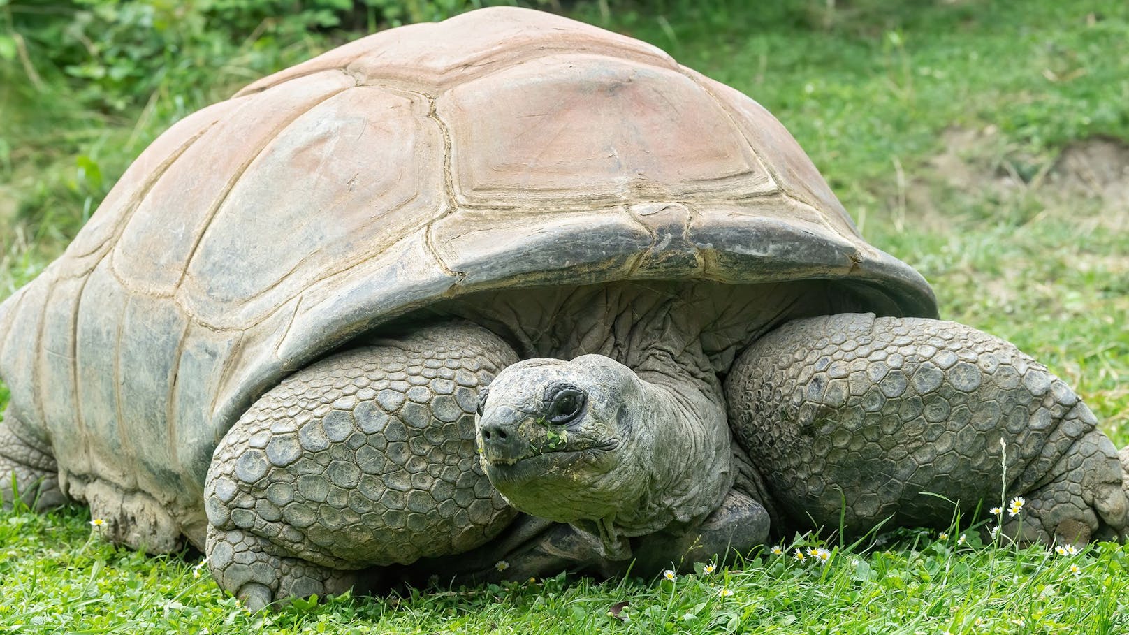 Riesenschildkröte "Schurli" ist tot.