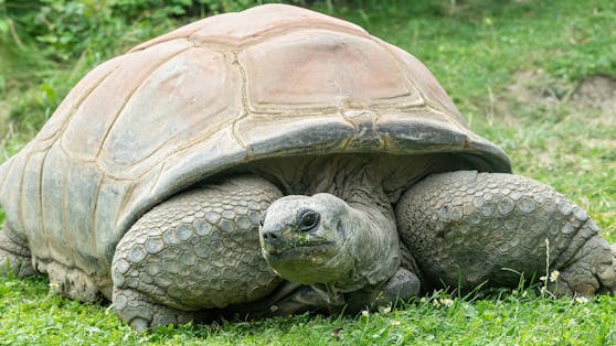 Riesenschildkröte "Schurli" ist tot.